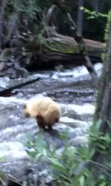 Hiker records hysterical video of a bear jumping in a river